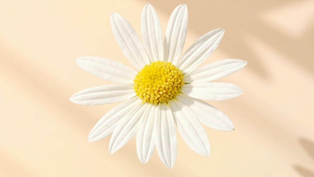 What is Chamomile?